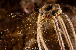 Brittle star releasing eggs
Seattle, WA, U.S.A. by Tom Radio 